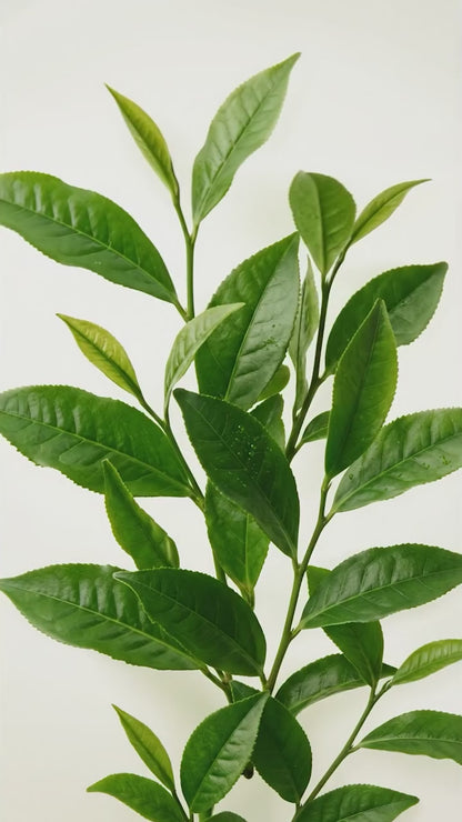 Atache - Green Tea Mask - 50ml